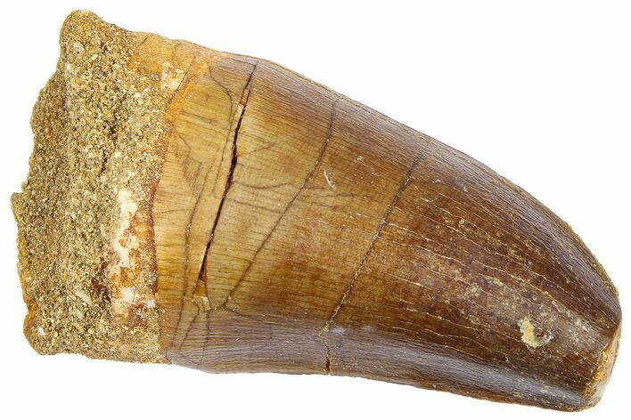 Fossil Mosasaur (Hainosaurus?) Tooth - Morocco #364146